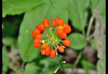 人参花和三七花的区别是什么