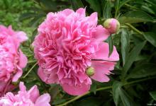 芍药的换盆时间及方法