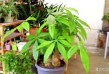 发财树根软了怎么办，看这里的办法