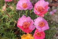 太阳花能放在室内吗，室内养能开花吗