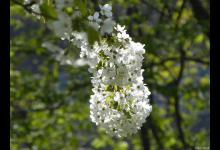 紫色槐花和白色槐花的区别有哪些