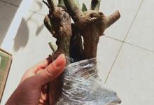 新买的玫瑰老桩怎么栽种？一次教你！