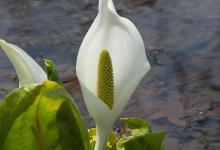 水培白掌叶子变淡有条纹？这些方法可以帮助你！