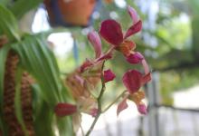 兰花叶子发黄是什么原因，该怎么处理