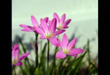 风雨兰花期和注意事项，花期后怎么处理