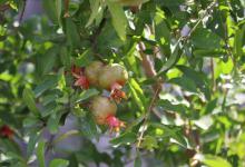 盆栽石榴树的修剪方法