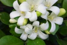 九里香能在室外过冬吗？