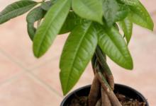 发财树对猫有毒吗