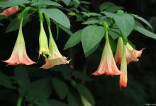 曼陀罗什么时候开花？6~10月