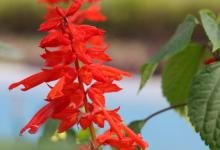 一串红浇水浇多了怎么处理