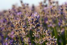 薰衣草烂根：原因与解决方法