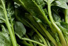 春天种什么蔬菜有哪些