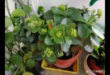 长寿花带毒性吗，有什么注意事项？