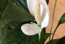 花草一帆风顺怎么养护