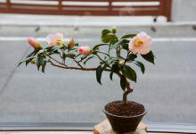 茶花怎么修剪？茶花的剪修方法和步骤