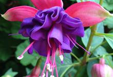 宝莲灯花的养殖方法和注意事项，花语寓意是什么