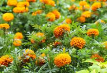 孔雀草掉叶子了还能活吗