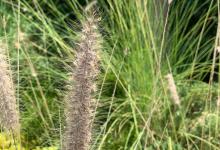 猫尾草的养殖方法和注意事项