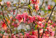 海棠、向日葵、马齿苋的生长习性