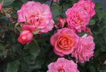 月季春天什么时候施肥，春天怎么施肥