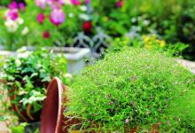 满天星烂根怎么办