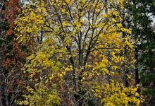 连翘树的寿命多少年，几年开始结果