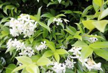 九里香适合放在室内吗