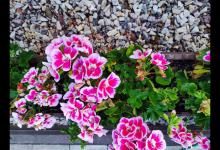 天竺葵喜阳还是喜阴呢？大家一直以来都困惑