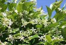 茉莉花喜欢阳光还是阴凉