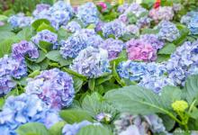 绣球花叶子发干怎么处理，管理得当让你的绣球长得更好