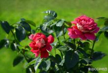 月季叶子发黑，怎么办？