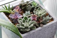 多肉植物真的喜欢晒太阳吗，会晒伤吗