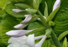 玉簪花有毒吗？可以室内种植吗