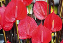 红掌烂根怎么办？