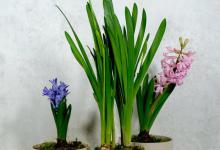 水仙花出花梗了还要晒太阳吗