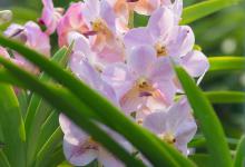 梦香兰叶子发黄怎么办