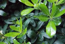 鸭脚木喜阴还是喜阳？一文读懂！