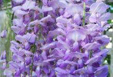 紫藤花的花语和寓意是什么