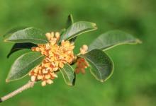 桂花在室内可以养吗，有没有毒