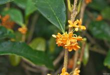 桂花树不开花怎么办？有可能是这4个原因造成的