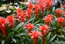 什么花招财又旺宅好养