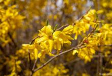 连翘可以在家盆栽吗，用多大的盆