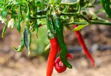 辣椒开花后花柄就掉了，怎么办？