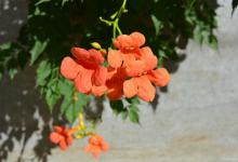 阳台如何养凌霄花，需要注意什么