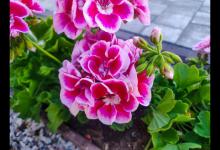 天竺葵喜阴还是喜阳？