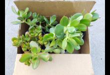 金枝玉叶不建议什么人种植？