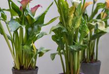 适合室内的11种植物：丽格海棠、一帆风顺仙人掌吊兰有你喜欢的吗