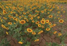 向日葵怎么种植比较好，这样种植瓜子产量多