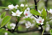 梨花盆栽怎么养？梨树开花前需要施肥吗