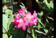 杜鹃花烂根怎么办